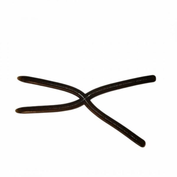 REINS CROSS SWAMP 4"