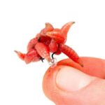 NASH MAGGOT SCREW SMALL