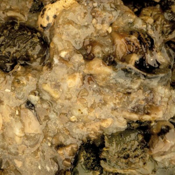 NASH MUSSEL BLEND - Imagen 2