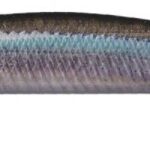OSP RUDRA 130 SP