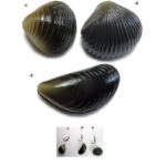 RED CARP IMITACION MEJILLON CEBRA POP UPS