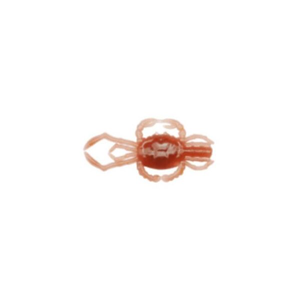 REINS CRAB 1.8 COLOR SHORE CRAB - Imagen 2