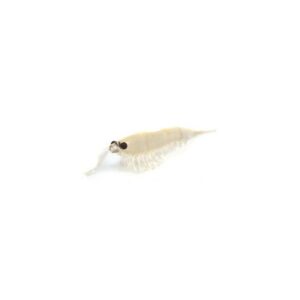 NIKKO GAMBA OKIAMI SHRIMP M 035 GLOW 42mm