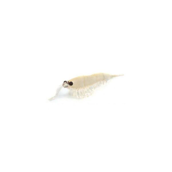 NIKKO GAMBA OKIAMI SHRIMP M 035 GLOW 42mm
